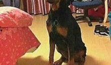 西安狗狗爆料事件最新情况,最新进展与各方回应梳理